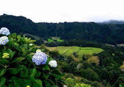 Hortênsias Açores - Galeria de fotos - Amantes dos Açores - byaçores